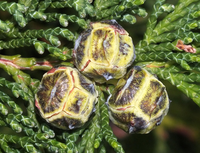 Lawson cypress allumii (Chamaecyparis lawsoniana) female cones