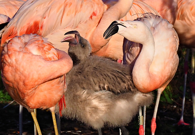 Chilean Flamingo and Chick