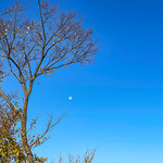 Daytime Moon Tiny in pictures, but it&#039;s so fun to look at. 