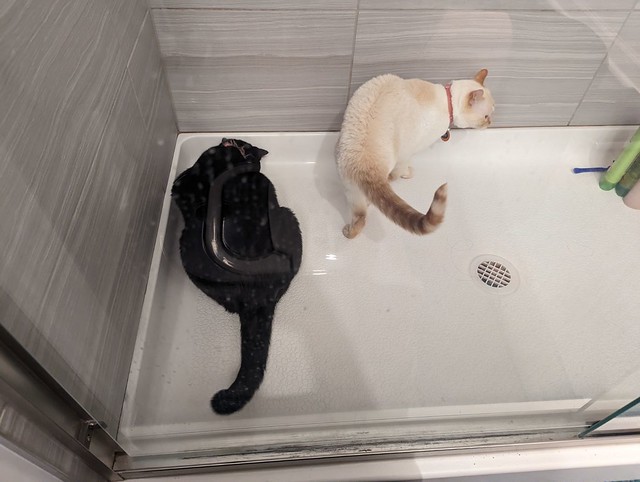 Two Cats in a Shower