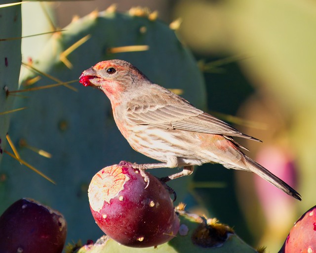 Dinner time for the birds at Tohono Chul in Tucson, AZ.