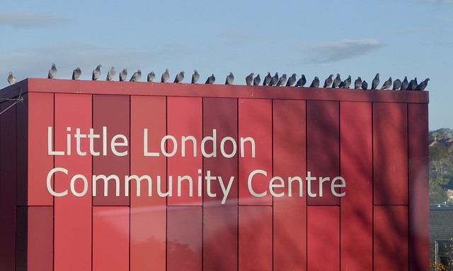 32 Pigeons On The Community Centre