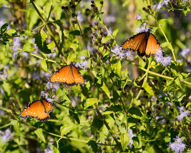 Butterflies at Tohono Chul in Tucson, AZ.