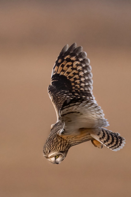 Short Eared Owl Just Beginning its Dive for the Vole.