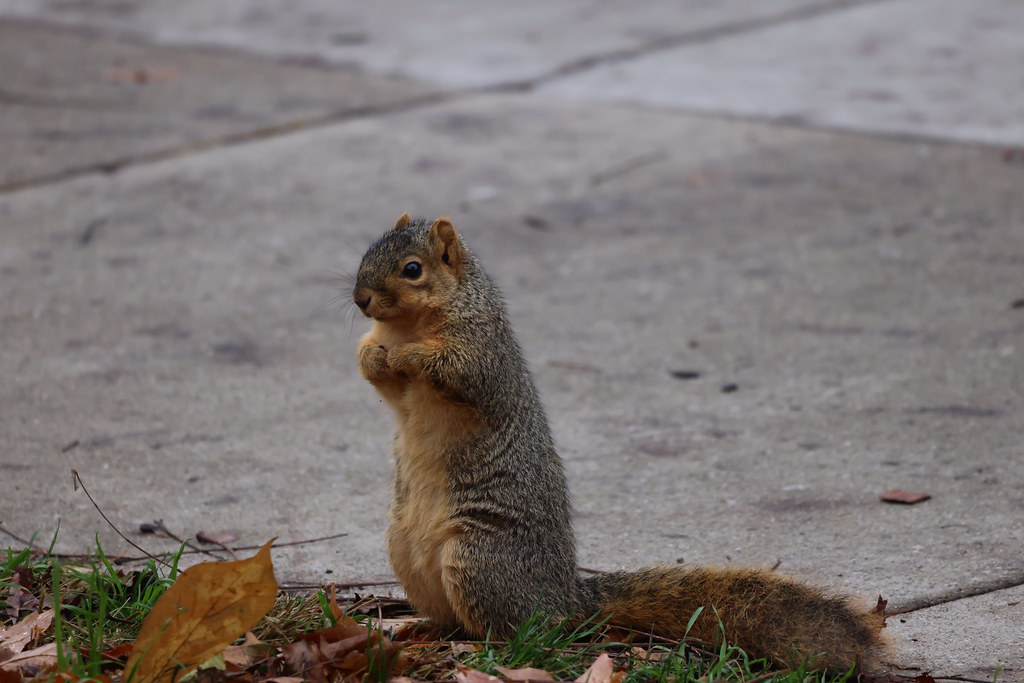 Fox Squirrels in Ann Arbor at the University of Michigan on November 8th, 2023