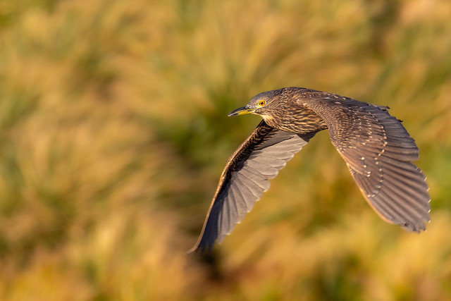 Flying Black-crowned Night-heron