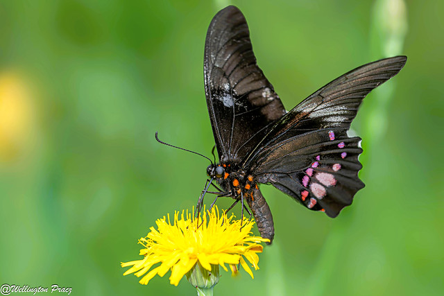 RUBY-SPOTTED SWALLOWTAIL
