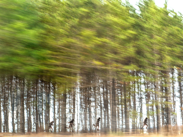 running through the pines