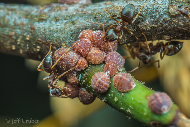 Gall-like Scales with ants