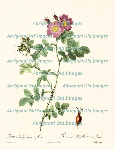 Rosa rubiginosa triflora