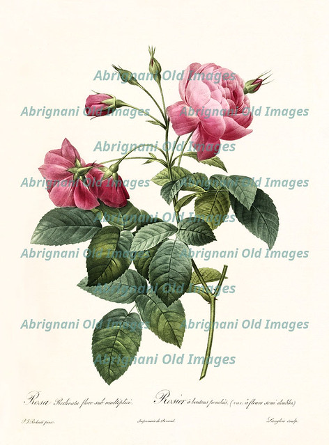Rosa reclinata flore sub multiplici
