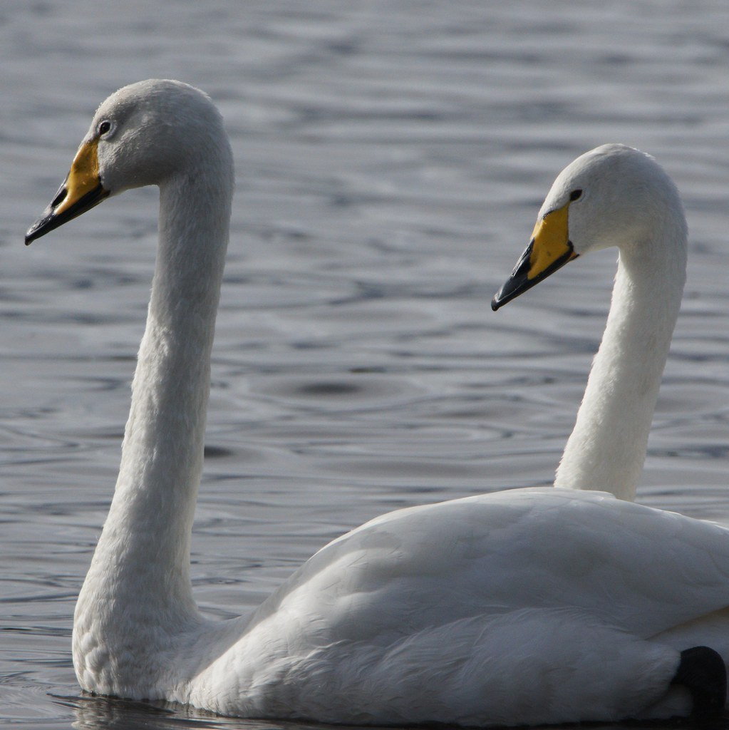Juvenile and Adult Whooper Swans at Martin Mere