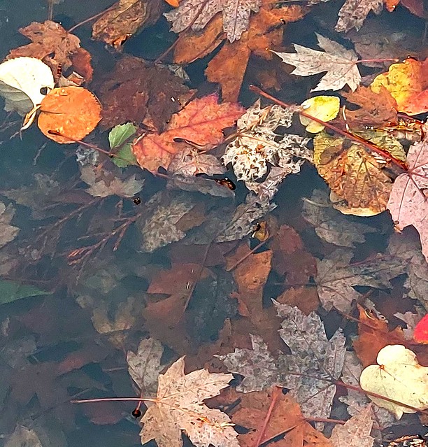 herfstbladeren in een plas