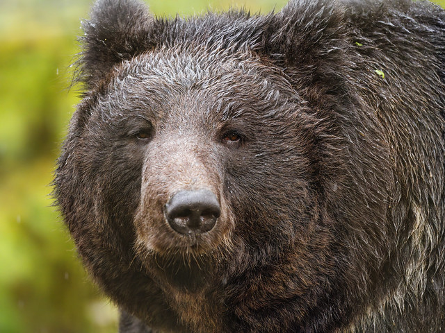 Close portrait of a bear