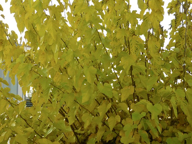 Herbstfärbung Maulbeerbaum