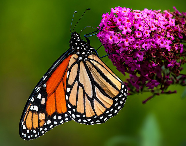 Monarch Butterfly on Butterfly Bush Flowers at the End of the Season