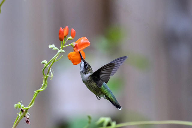 229A5946 Ruby-throated hummingbird