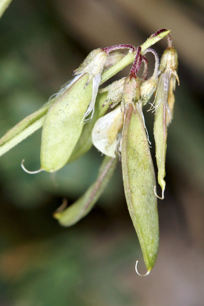 Trigonella aristata = Melilotoides aristata = Trigonella tianschanica (Fabaceae)