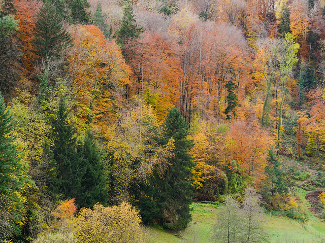 Vibrant fall colors in a hillside forest