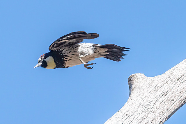 Acorn Woodpecker Flying