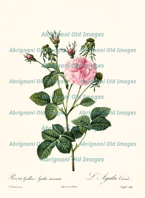 Rosa gallica agatha incarnata