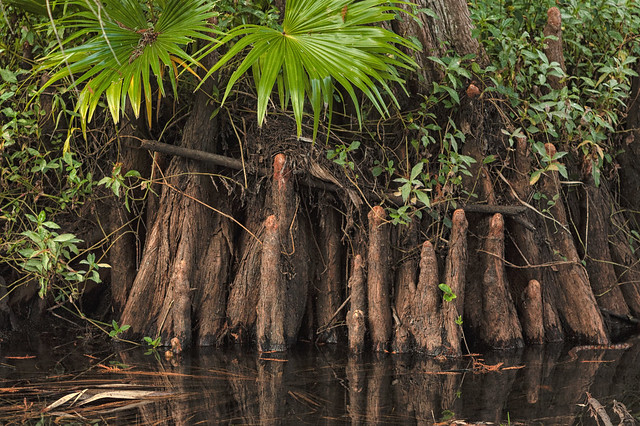 Cypress Knees: An Enduring Enigma.