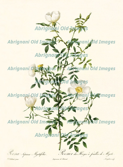 Rosa sepium myrtifolia