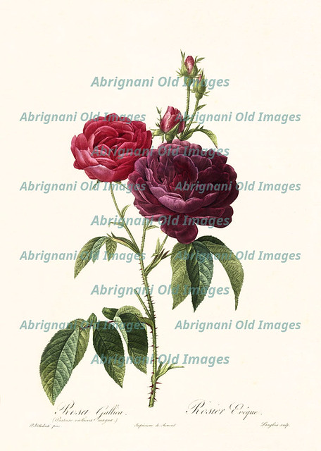 Rosa gallica purpuro violacea magna
