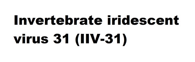 Invertebrate iridescent virus 31 (IIV-31) (Iridovirus Invertebrate iridescent virus 31)