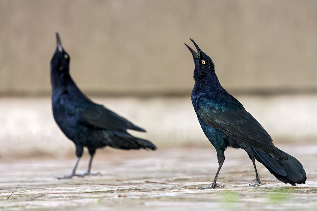 Great-tailed Grackle - males (Quiscalus mexicanus)