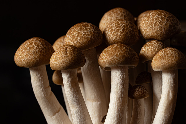 Mushrooms Hypsizygus tessellatus, Buna Shimeji