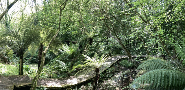 2023-05-May trees and ferns @ Tremenheere 3 pan