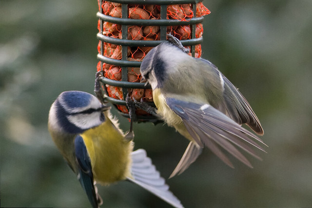 Two Blue tits are fighting over peanuts, even though there is enough for everyone. The Netherlands.