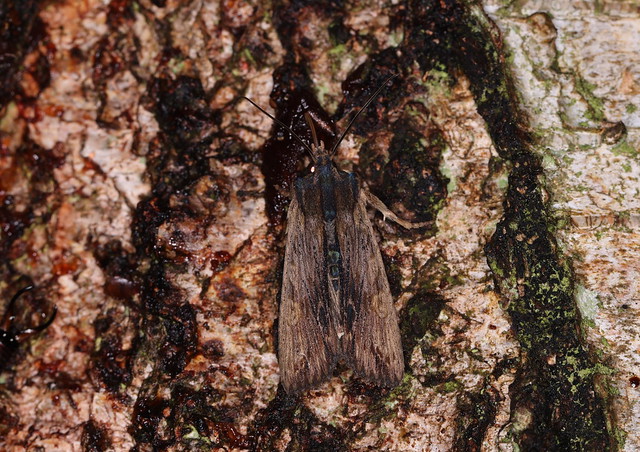 Birke-stenugle (Tawny Pinion / Lithophane semibrunnea)