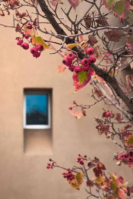 window, autumn 2023