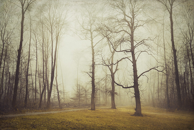 Fog Trees Atmosphere