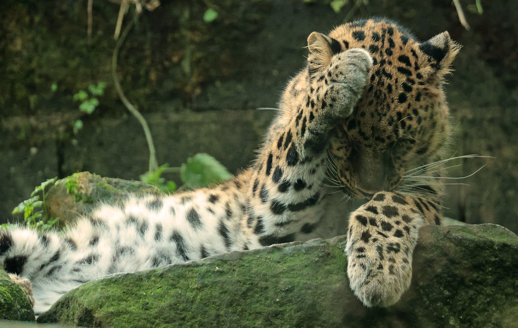 amurleopard blijdorp ED8A0429