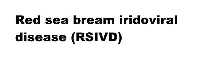 Red sea bream iridoviral disease (RSIVD) (Megalocytivirus Red sea bream iridovirus)