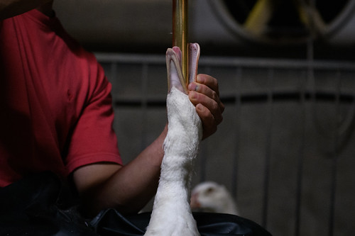 Never-before-seen Images of Foie Gras Production in France