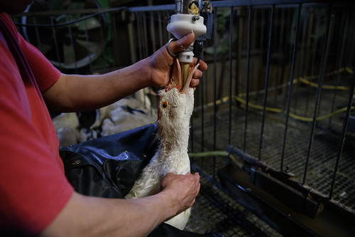 Never-before-seen Images of Foie Gras Production in France