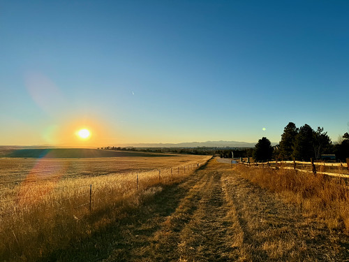 Sunset Dog Walk