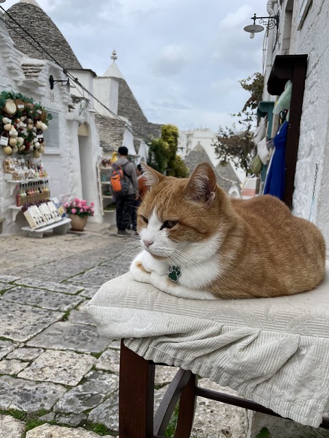 Die wichtigste Katze in Alberobello