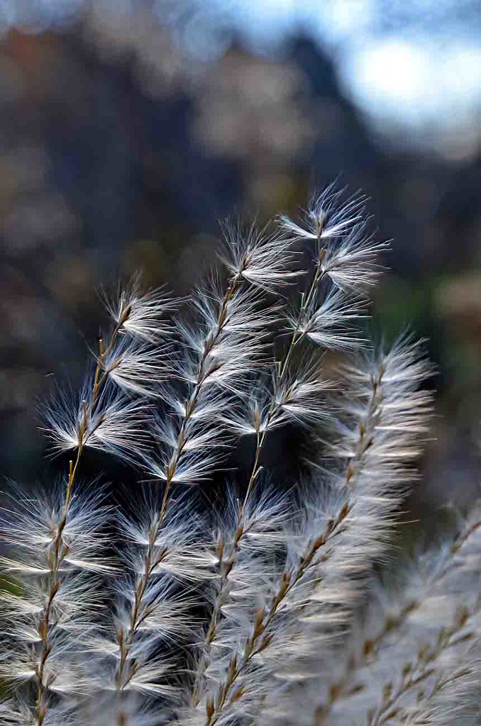 Pampas In The Bokeh-HBW