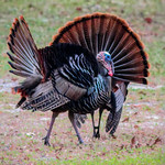 IMG_1399-Edit-Instagram Export-2 Wild Turkey (males) displaying #birdsgallery #instagram Edited with Topaz Photo AI