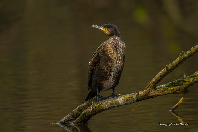 Kormoran (Phalacrocorax carbo) - Ruhend