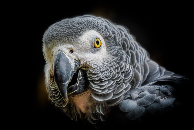 A Gray Parrot's Portait