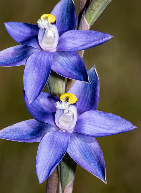 Slender Blue Swamp Sun-orchid (Thelymitra holmesii)