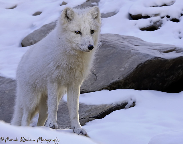 Arctic Fox in snow - Explore