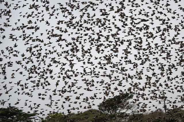 Starling at Poldhu  Cornwall, flying with a helicopter,from Culdrose
