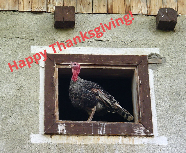 Turkey in the barn window